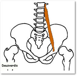 Psoas Minor