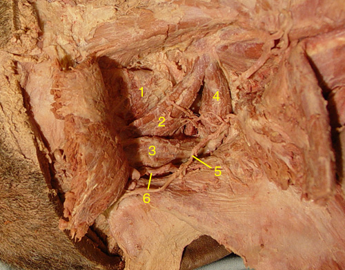 Back Dissection Step 4
