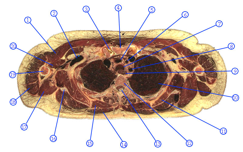 Thorax Cross Section