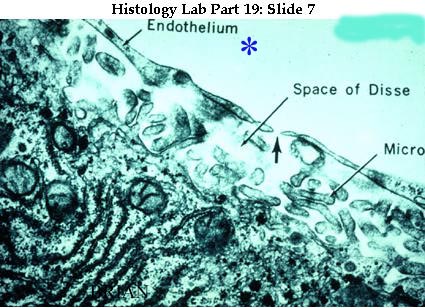 gi histology pre lab questions gi histology pre lab questions