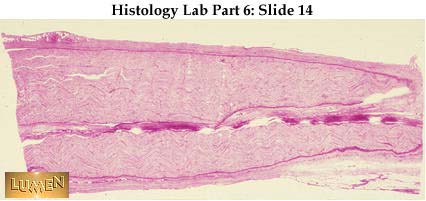 HistoLab Part 6