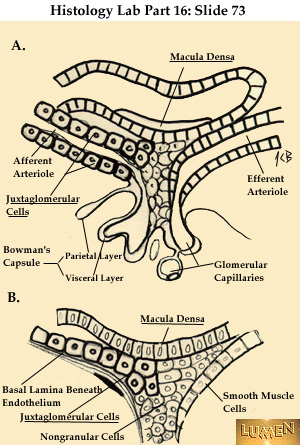 cells macula diagram densa jg urinary juxtaglomerular anatomy kidney tract system slide nephron quiz web lumen