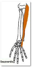 Ulnar Head