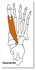 medial plantar nerve