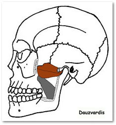 pterygoid lateral sphenoid bone head insertion plate muscle surface action lumen lower mouth actions luc grossanatomy dissector meded edu fovea