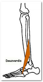 fibularis tertius muscle anatomy