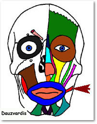 modiolus face
