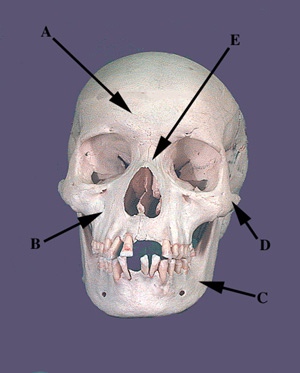 Skull Parts Anterior Q