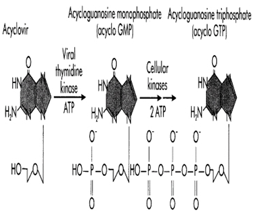 Utilisation zovirax varicelle / Prednisolone dopage effets Utilisation zovirax varicelle / Prednisolone dopage effets