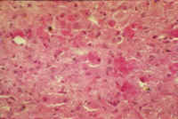 8-4-5.jpg (48119 bytes)