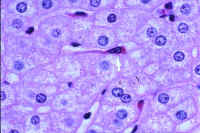 kupffer.jpg (29749 bytes)