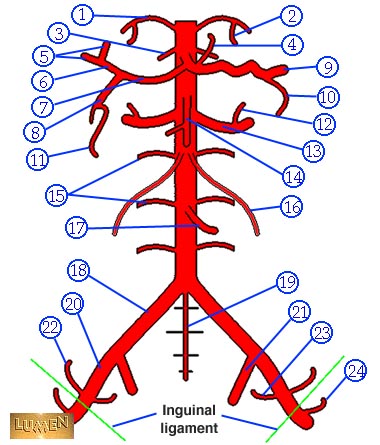 вегетативные нервные сплетения брюшной полости. ветви брюшной аорты схема. грудной отдел симпатического ствола схема. висцеральные ветви (артерии) грудной аорты. брюшной отдел аорты анатомия.